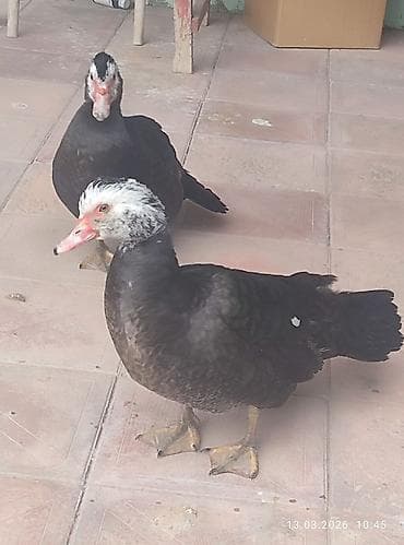 Quşlar: Musk ördəkləri (indoutka) – 2 ədəddi .ərkey dişiliyini bulmirəm.8 — 1