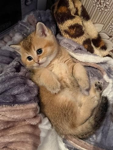 pisiylər: Qızıl şinşilla, Dişi, Yaxşı əllərə, Rayonlara çatdırılma — 2