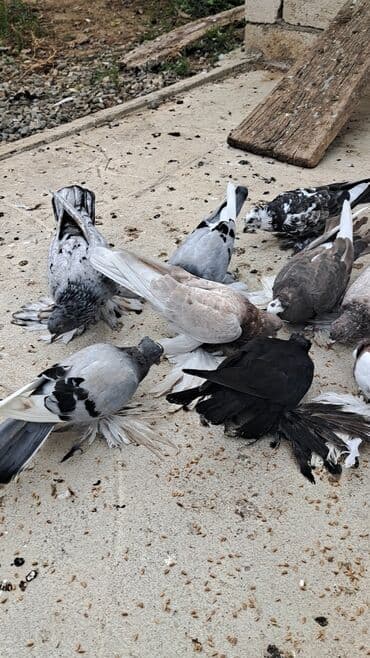bakida cins ineklerin satisi: 12 DƏNƏ QUŞDU 1 DƏNƏSİ 10 MANATDAN KOM SATILƏR TƏK TƏK ALANDA QİYMƏT — 3