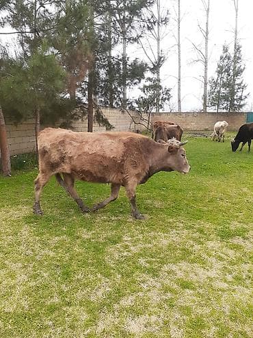 Dişi, il: 5, 300 kq, Damazlıq, Ünvandan götürmə