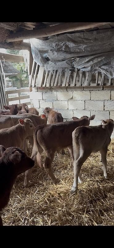 cins ineklerin satisi 2019: Satışda: dana balaları - Növ: yerli cins ətlik/südlük istiqamətə — 1