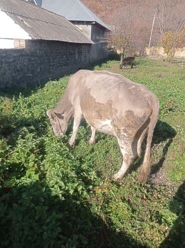 ətlik inək: Süd və damazlıq üçün inək - Rəng: boz-qəhvəyi, qarın və ayaqlarda — 1