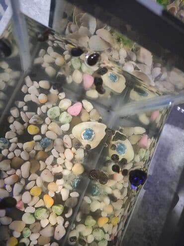 улитка: Мирные, Самовывоз — 2