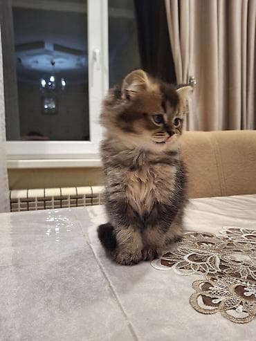 mingəcevir pişik: Yumaqlı tüklü, zolaqlı naxışlı balaca pişik balası. Xüsusiyyətlər: - — 9