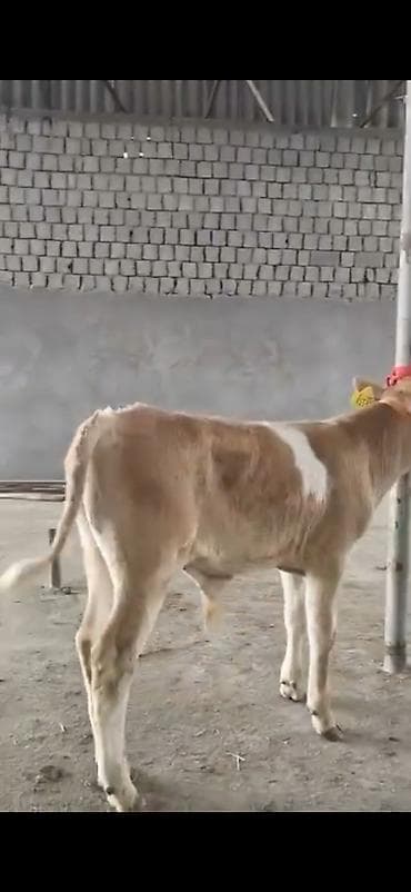 Digər heyvanlar: 2 ay yarimliq temiz saf qan simental dana erkək prablemi yoxdu yem ot — 6