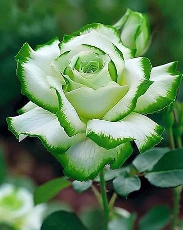 gecə gunduz gulu: Anthurium (Alov çiçəyi) otaq bitkisi və dekorativ gül kompozisiyaları — 5