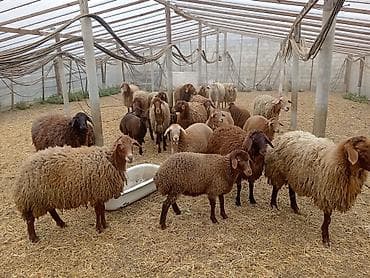 bala qazlar: Dişi, Qala, il: 1, 50 kq, Damazlıq, Ünvandan götürmə — 5