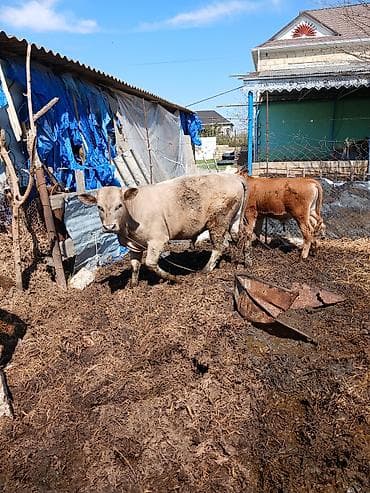 heleb kecileri satilir: Salam heyvan Ana baladi yaxsi erkek balasi var inek hundur inekdi — 8