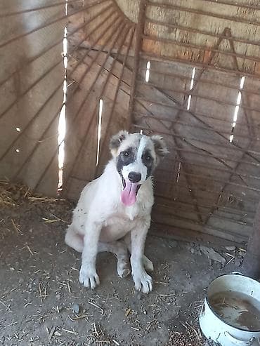 kangal iti satisi: 3 ay, Erkek, Peyvəndli, Ünvandan götürmə — 3