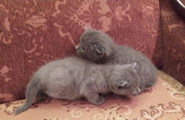 Daraq panellər: Britan, Dişi, Erkək — 19