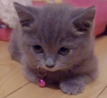 Ağ balaca pişik balası – mavi gözlü, tükləri yumşaq və sıx. Üzündə və