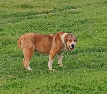 alman itləri: Alabay — 4