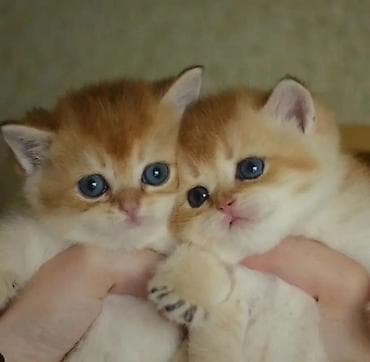 Balıqlar: Qızıl şinşilla, Erkək, Dişi, Ünvandan götürmə — 2