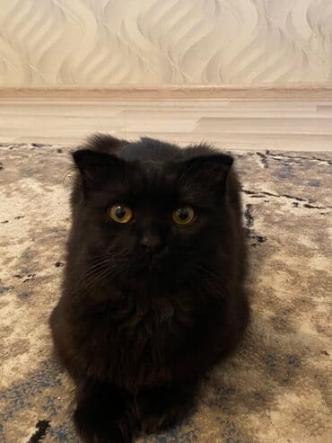 simental inekler satilir: Şotland yastı qulaq, Erkək, Yaxşı əllərə — 2