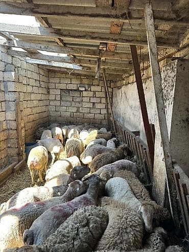 cixuaxua satilir: Qoyun sürüsü satılır - Növ: yerli qarışıq etlik və damazlıq tipli — 3