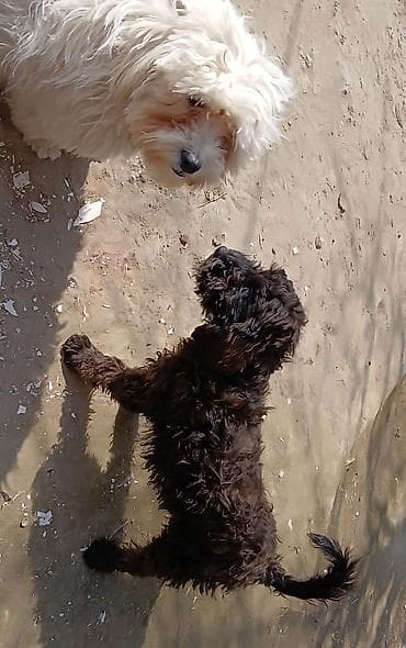 it baytarı: Pudel — 3