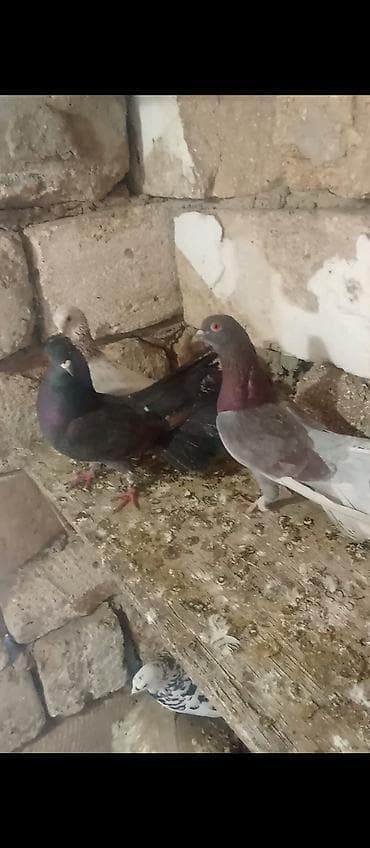 Sağlam heyvanlardi üst üstə 4 manatdan