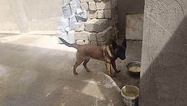 Belçika çoban iti, 4 ay