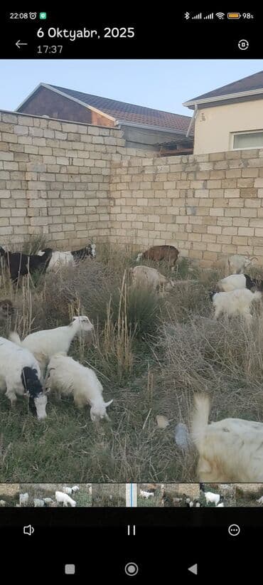 çəpiş əti: Keçi sürüsü - Növ: Qarışıq cinsli keçilər və bir neçə qoyun - Say — 14