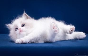 Ragdoll cinsli balaca pişiklər - Cins: Ragdoll (sakit, mehriban və at lalafo.az Ragdoll cinsli balaca pişiklər - Cins: Ragdoll (sakit, mehriban və