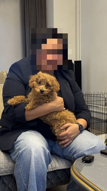 qurbanliq sekilleri: Pudel, 4 ay, Dişi, Peyvəndli, Ünvandan götürmə — 7