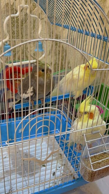 Dişi erkek və qəfəs