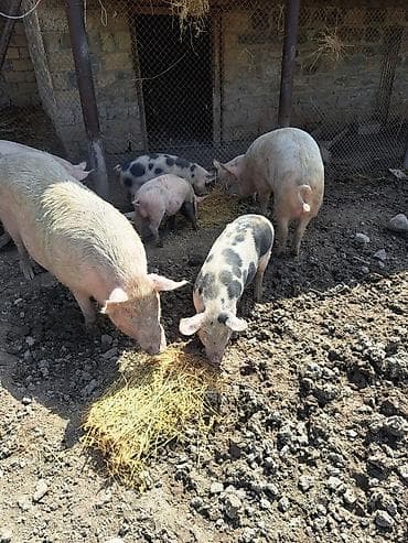 ev itleri haqqinda melumat: Məhsul: Donuzlar (böyüklər və balalar) Təsvir: - Şəkillərdə — 2