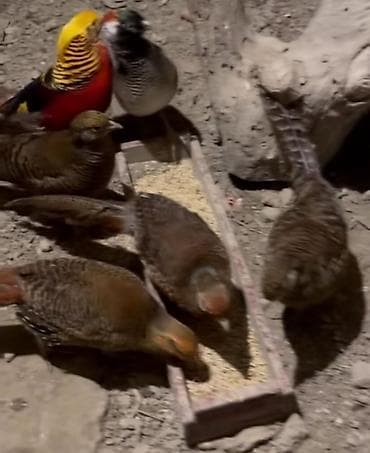 Məhsul: Qırqovul quşları (erkək və dişi) ailə satılır qiyməti birinə — 6