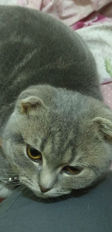 pişik üçün daraq: Şotland yastı qulaq, Dişi, Yaxşı əllərə, Ödənişli çatdırılma — 1