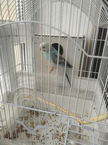 quş yemləri: Adi simondu yeyib içen oğlndi. Ele xaiş minetnen gelir. Yerin bilen — 1