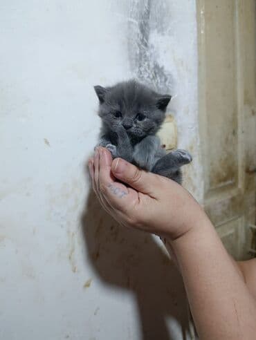 mingəcevir pişik: Şotland yastı qulaq — 10