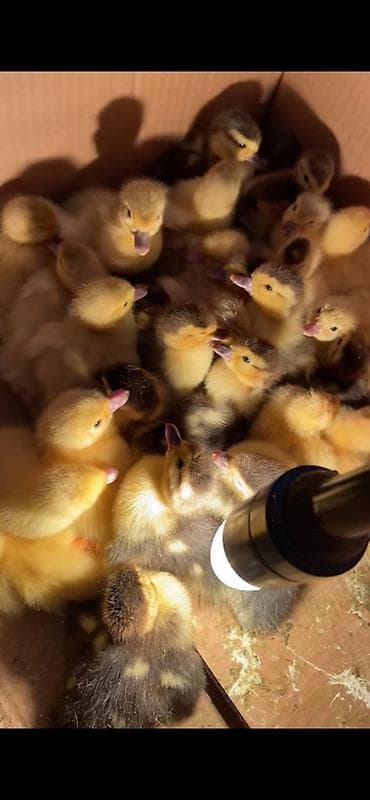 pekin: 120 yumurta tutumlu Yarimavtomat İstenilen quş növü üçün uygun — 3