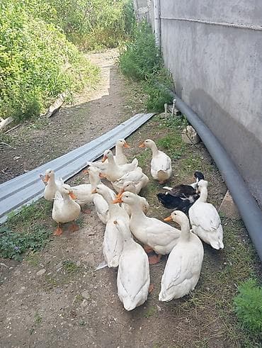 Heyvanlar: Satılır kökdu kesilesidi — 1