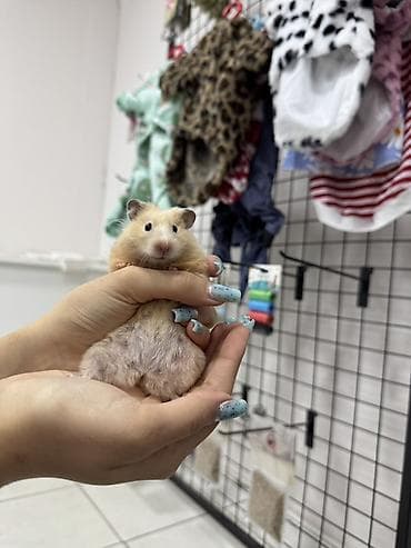 norka heyvan: Suriya hamsteri 5 m — 1