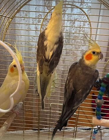 Другие животные: Corella papuqayları Ag rəgdə olan dişidir Qara iysə erkək Ag və qara — 1