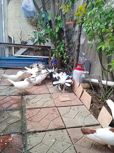 goyercinler satisi: Salam pavlin satılır üç ədədirucu birlikdə 50manat — 10