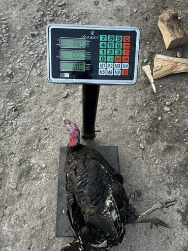 lal ordek satilir: Salam sağlam hec bir xesdeliyi olmayan hunduskalardi isdeyen vasappla — 2