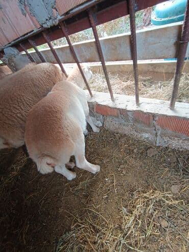 cins ineklerin qiymeti: Salam aleyküm ünvanımz binə atclk qiymet 200 den başdıyır 280 kimi — 2