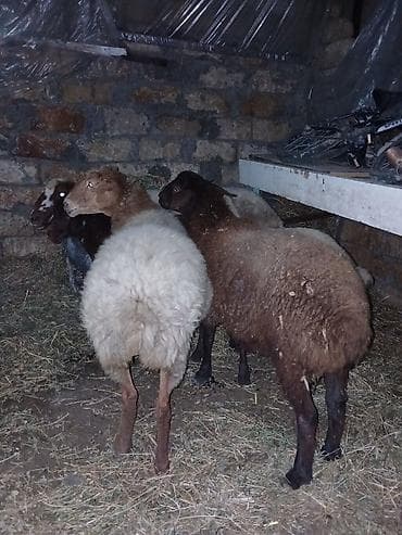 qara mal: Ümumi 5 baş heyvandı erkey toğlu dişi quzular boğaz qoyunnar qiymətlər — 10
