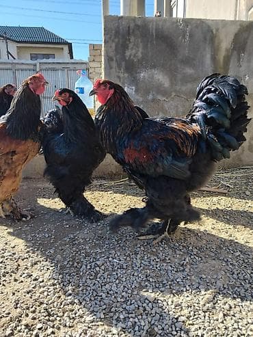 sultan papuqay satisi: Təmiz qan brama 7-12 aya qədər var 30-60 manata qədər qiymətlər — 2