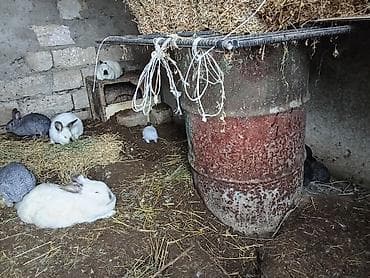 dovsan satışı: Satışda dekorativ və təsərrüfat üçün uyğun dovşanlar - Rəng çeşidi — 3