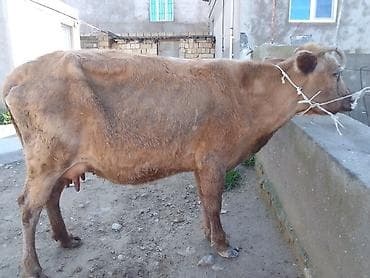 Mal-qara: Dişi, il: 2, 100 kq, Südlük, Ünvandan götürmə, Ödənişli çatdırılma — 2