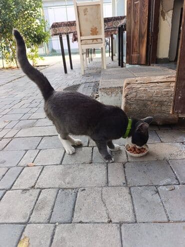 1 azn pişik: Yaxşı əllərə — 2