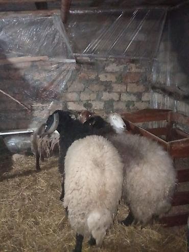 romanov qoyunu satilir: Qoyun sürüsü – ət və yun istiqaməti - Növ: qarışıq rəngli yerli — 1