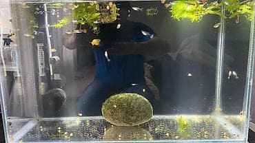 akvarium baliqlari: Quppi, Sülhsevər, Ünvandan götürmə — 3