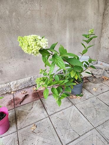 çöl sarmaşığı: Ağ çiçəkləri olan panikulyar hortensiya (Hydrangea paniculata) – — 6