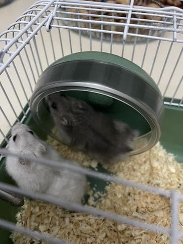 balaca heyvanlar: Cüt xırda hamsterlər – biri ağ, biri boz rəngdə. Kiçik ölçülü, çevik — 7