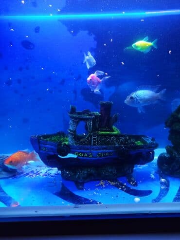 100 l akvarium: Şüşə akvarium70litr komplekti – dekorativ balıqlar və aksesuarlarla • — 2