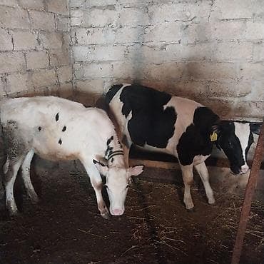 heyvan inek: Tecili satiram.Süd yönümlü mal-qara sürüsü ag iney 26 litr sud — 2