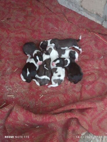 Qurdbasar, Peyvəndli